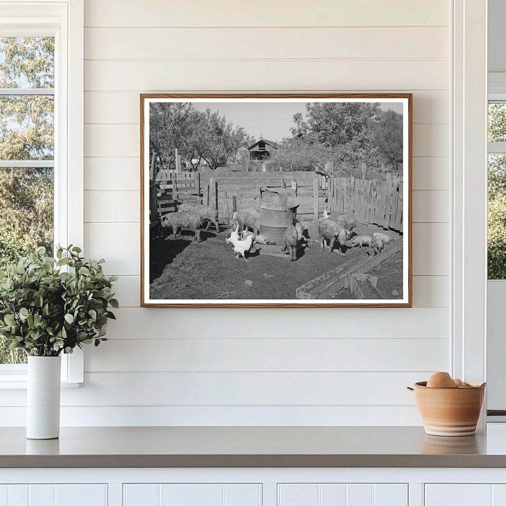 Pigs on Tehama County Farm November 1940