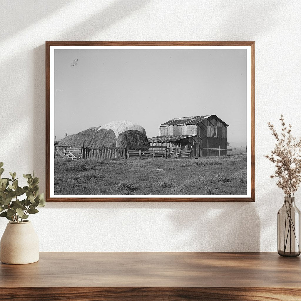 Haystack and barn of Jo Webster Tehama County California 1940