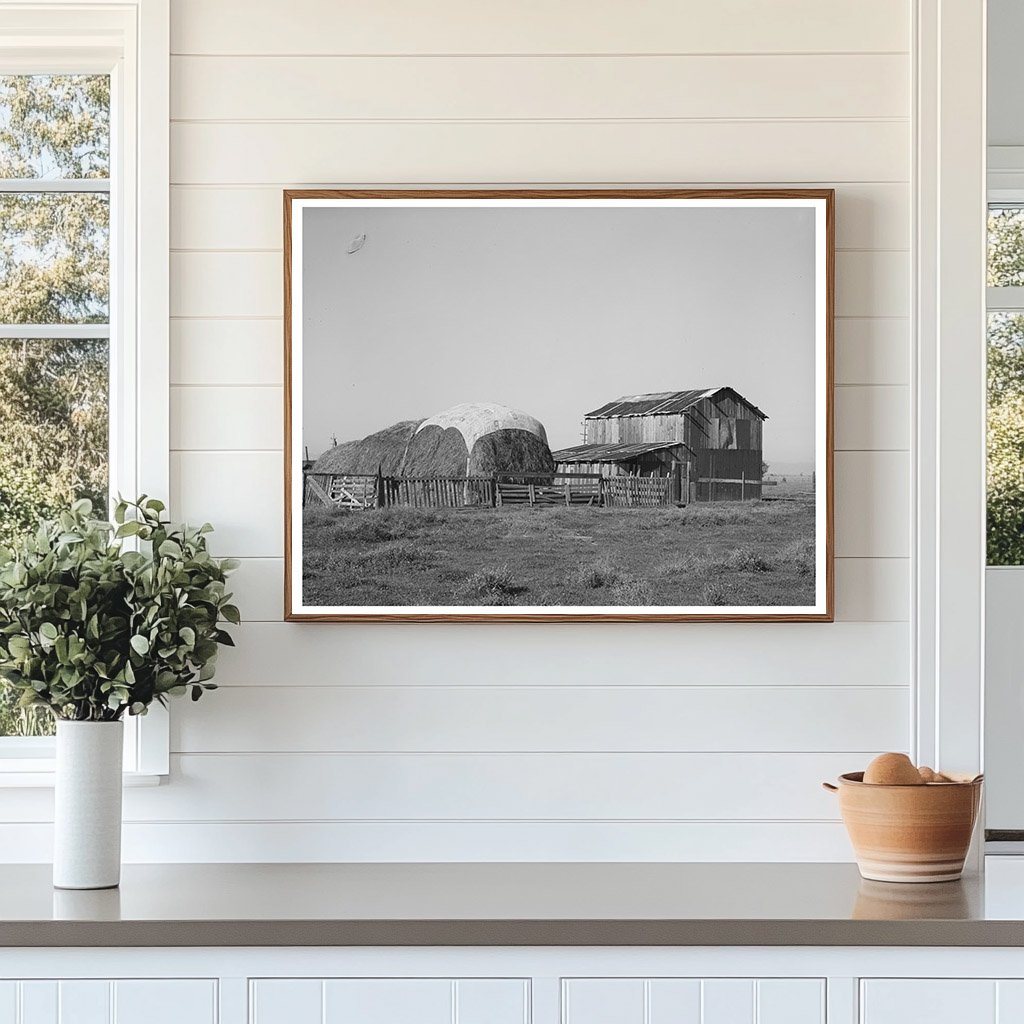 Haystack and barn of Jo Webster Tehama County California 1940