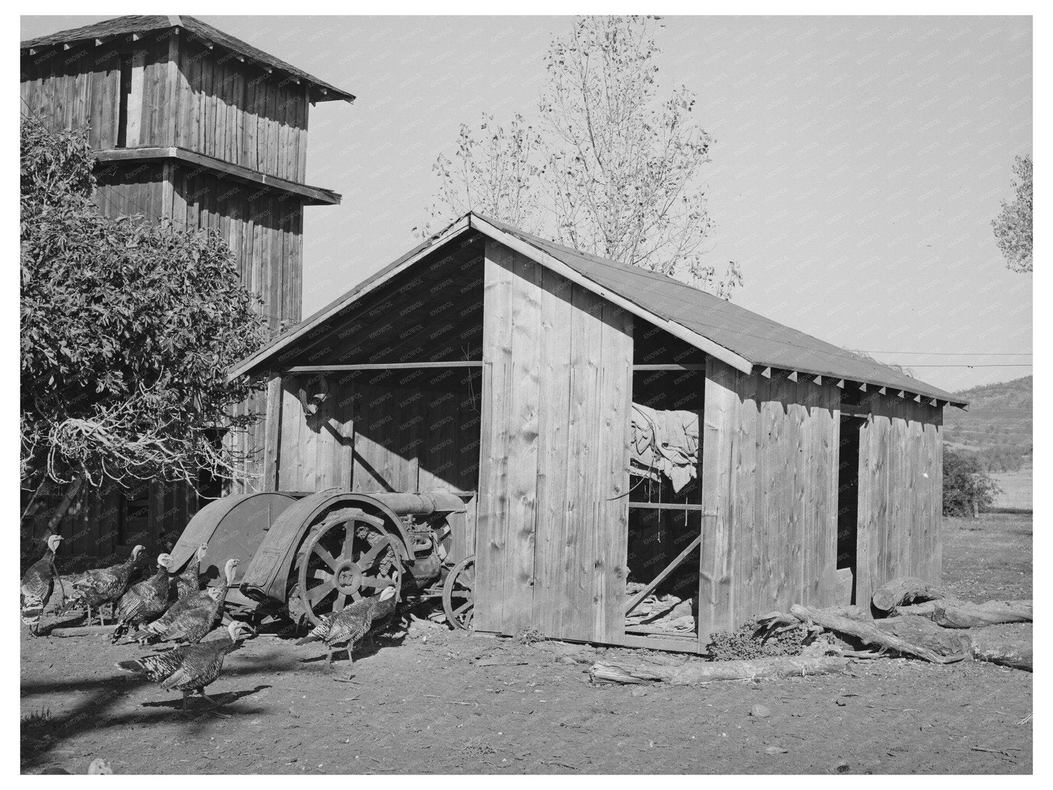 1940 Tractor Shed and Turkeys on John Frosts Farm California