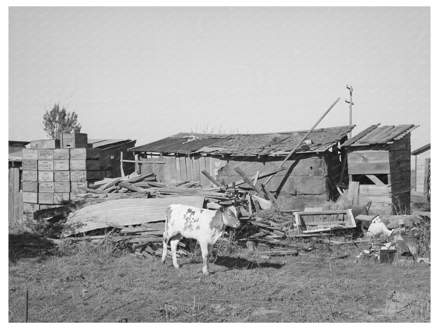 Calf on Elof Hansens Farm Yuba County California 1940