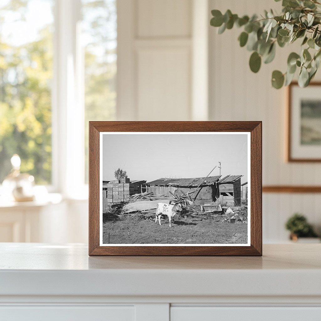 Calf on Elof Hansens Farm Yuba County California 1940