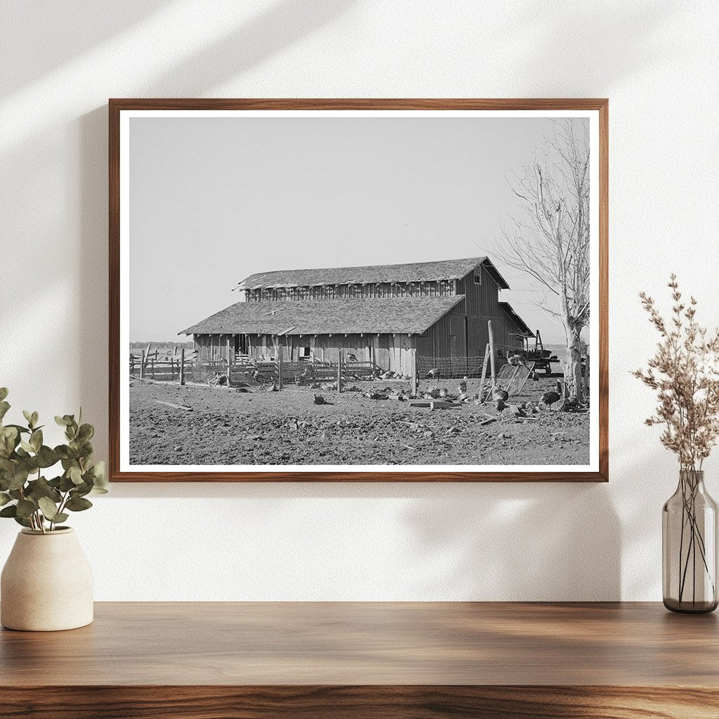 Turkeys and Barn of Farmer John Frost Tehama County 1940