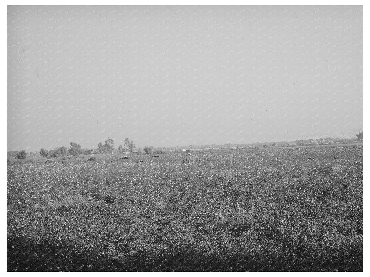 Cotton Field in Visalia California November 1940