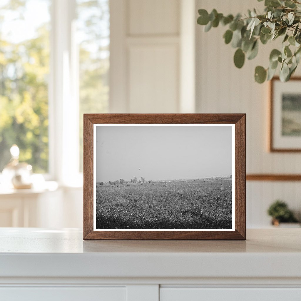 Cotton Field in Visalia California November 1940
