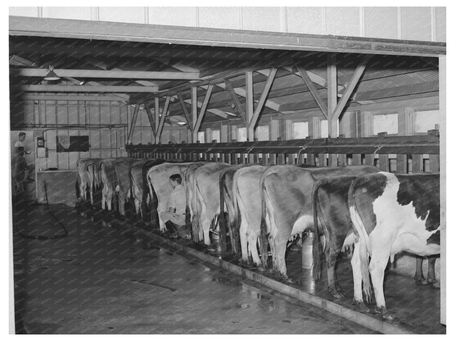 Dairy Herd at Mineral King Farm Tulare County 1940