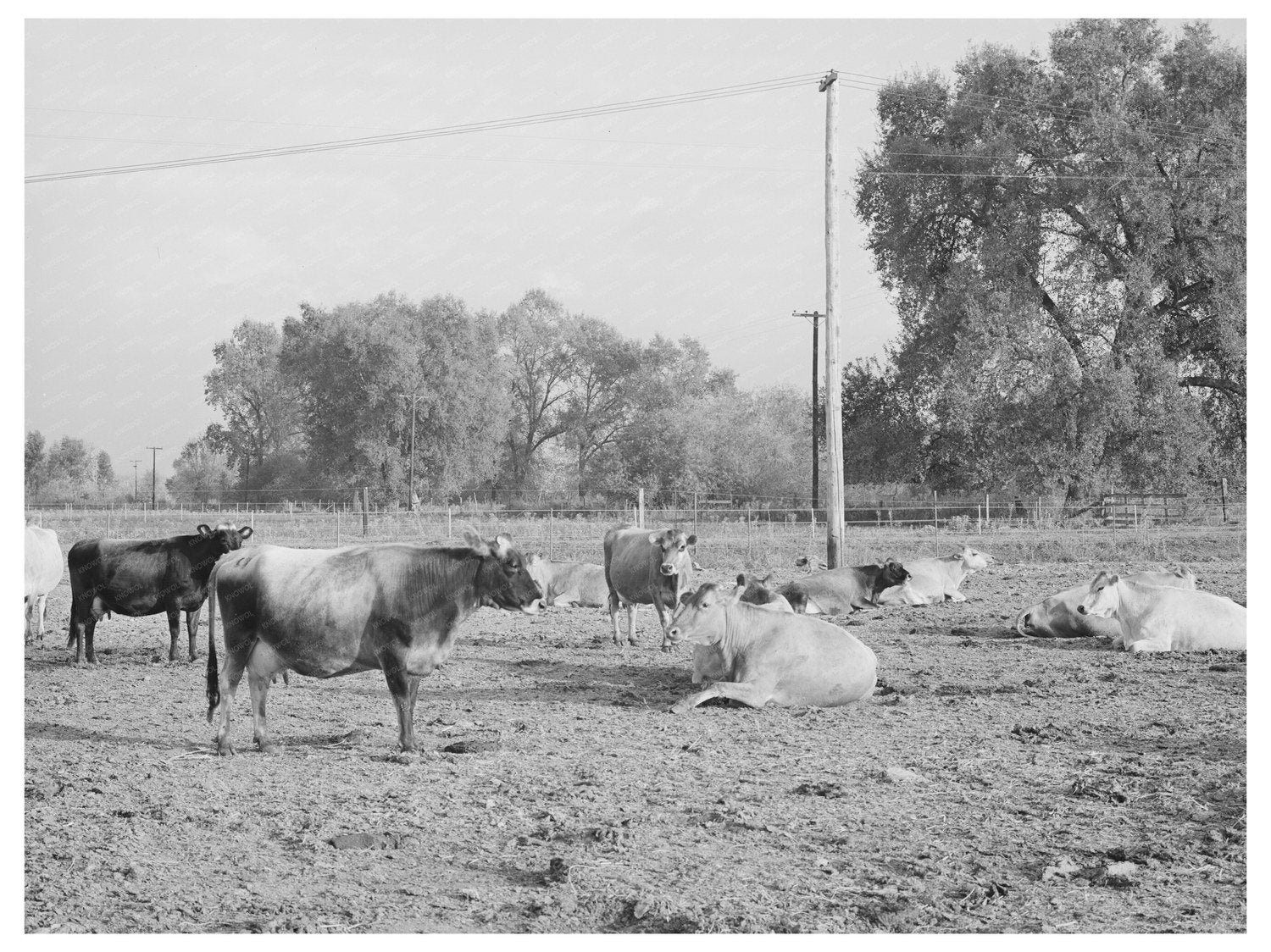 Dairy Herd at Mineral King Cooperative Farm 1940