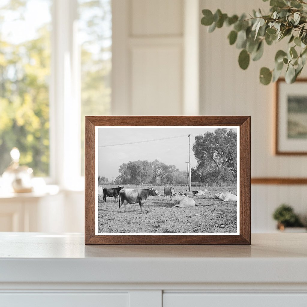Dairy Herd at Mineral King Cooperative Farm 1940