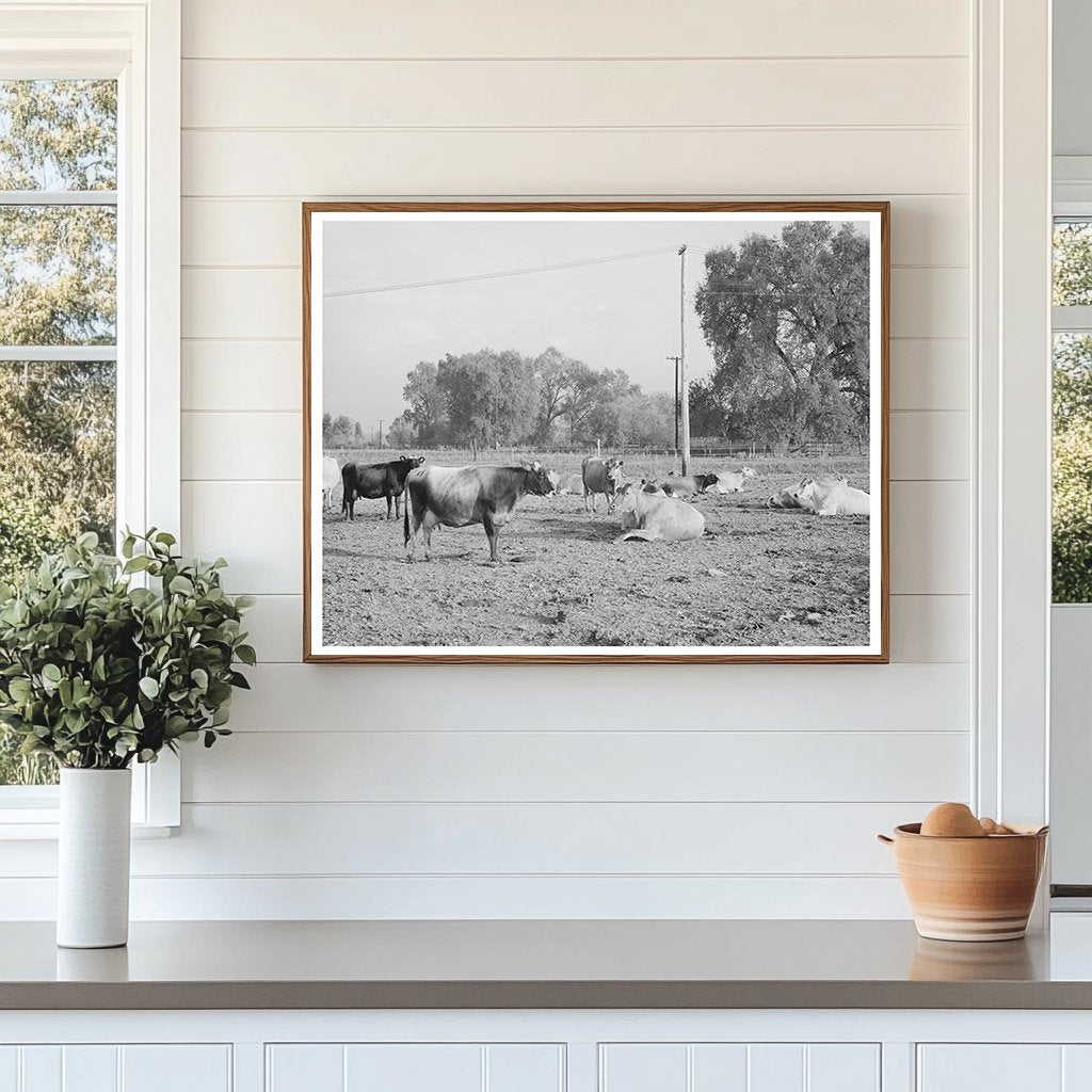 Dairy Herd at Mineral King Cooperative Farm 1940
