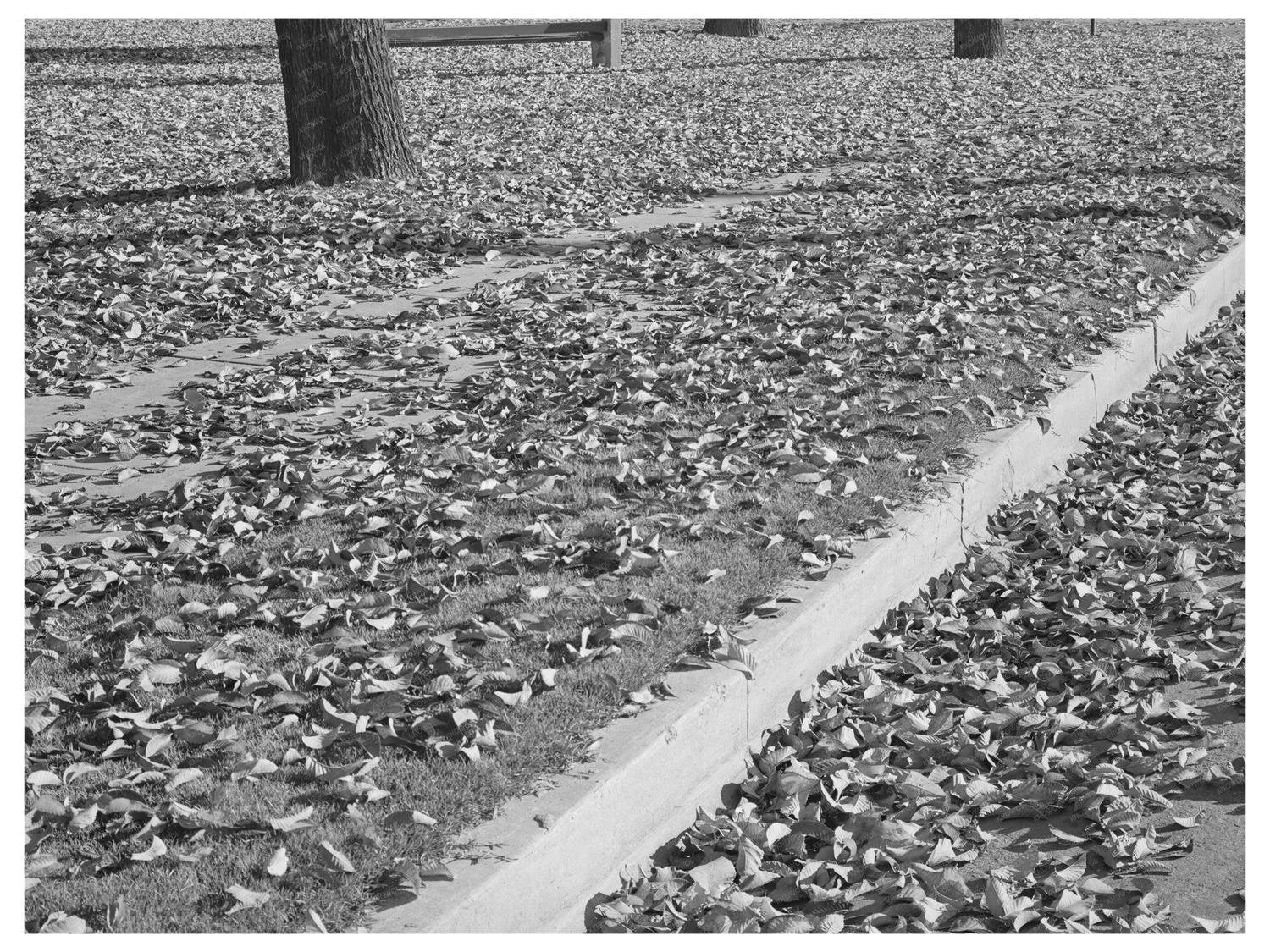 Vintage Fall Leaves in Marysville California 1940