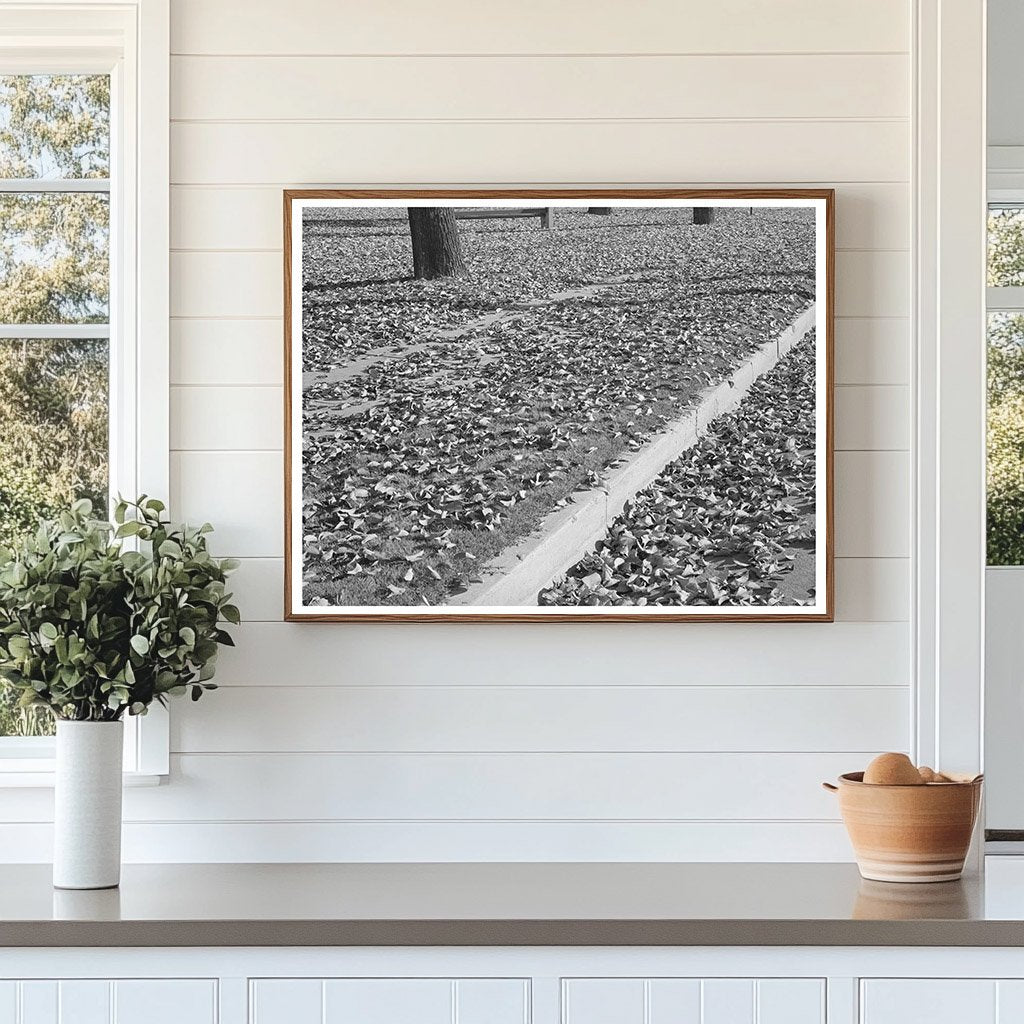 Vintage Fall Leaves in Marysville California 1940