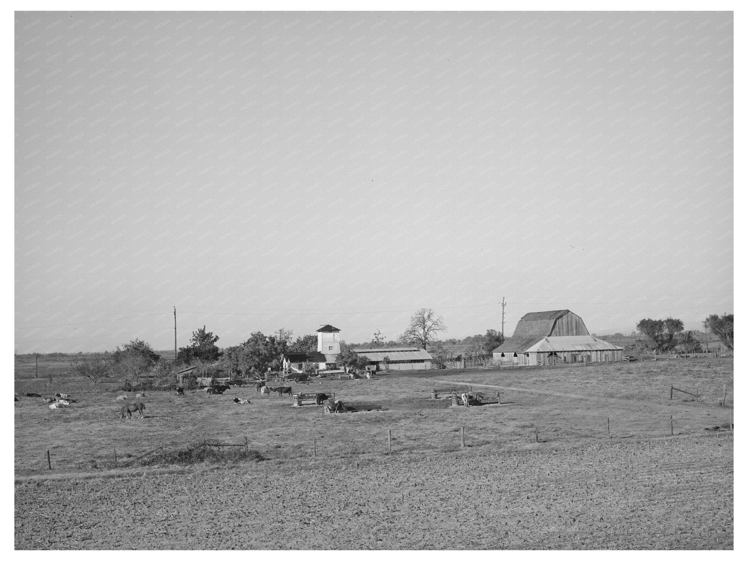 Carl Rubel Dairy Farm Yuba County California 1940