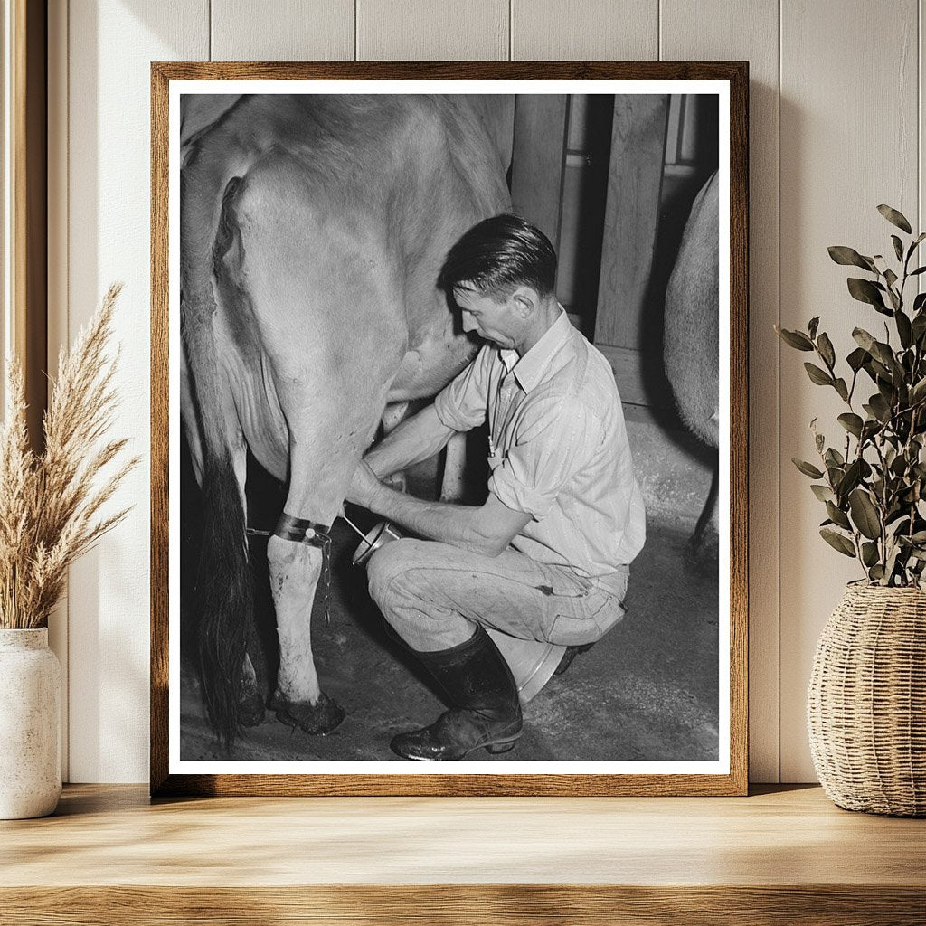 1940 Electric Milking Process at Mineral King Farm