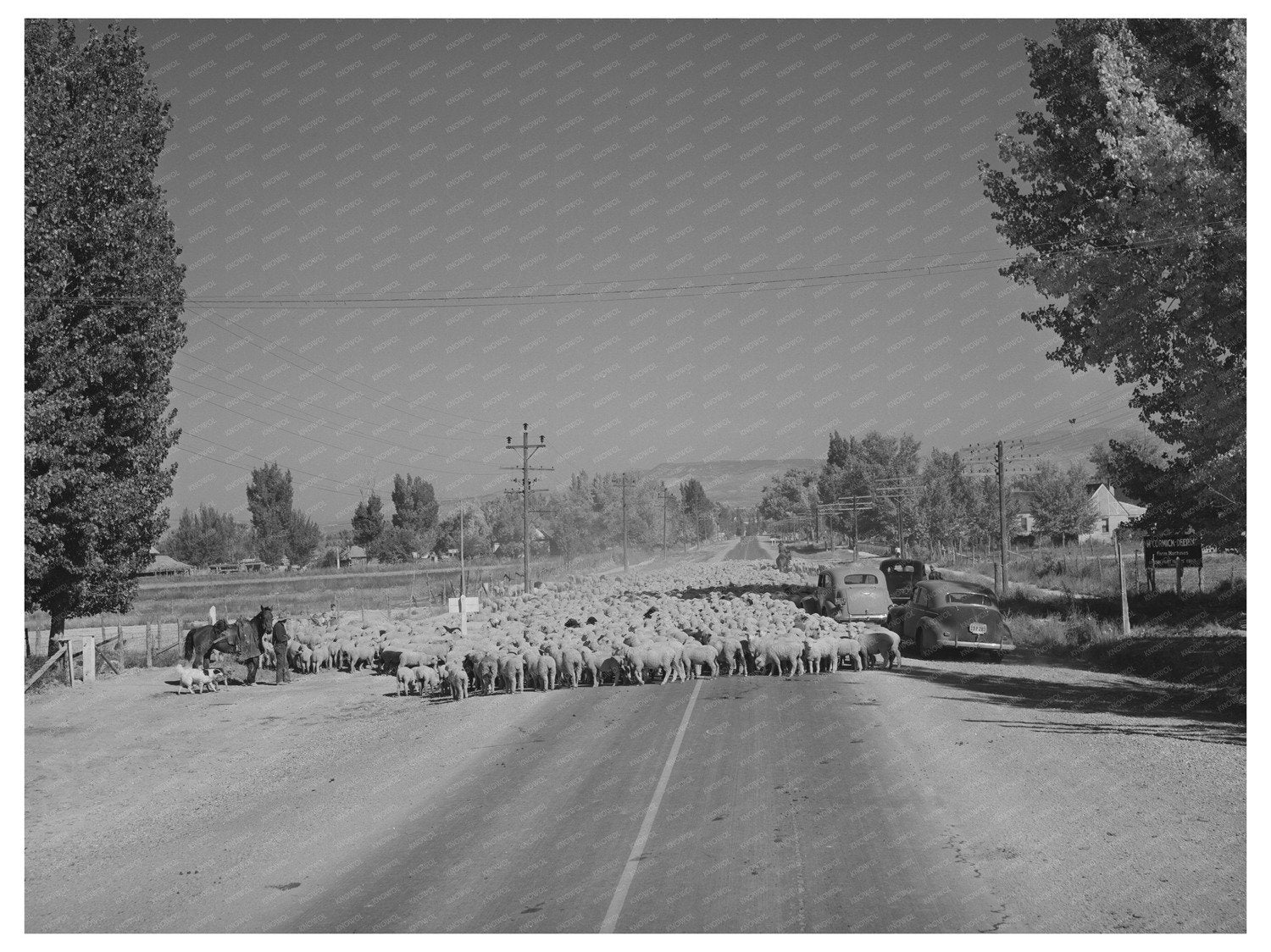 Sheep Drive on Highway 89 Kane County Utah 1940