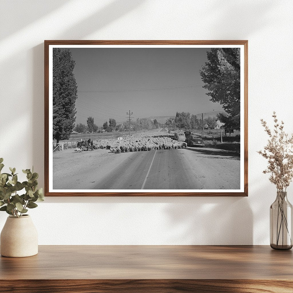 Sheep Drive on Highway 89 Kane County Utah 1940