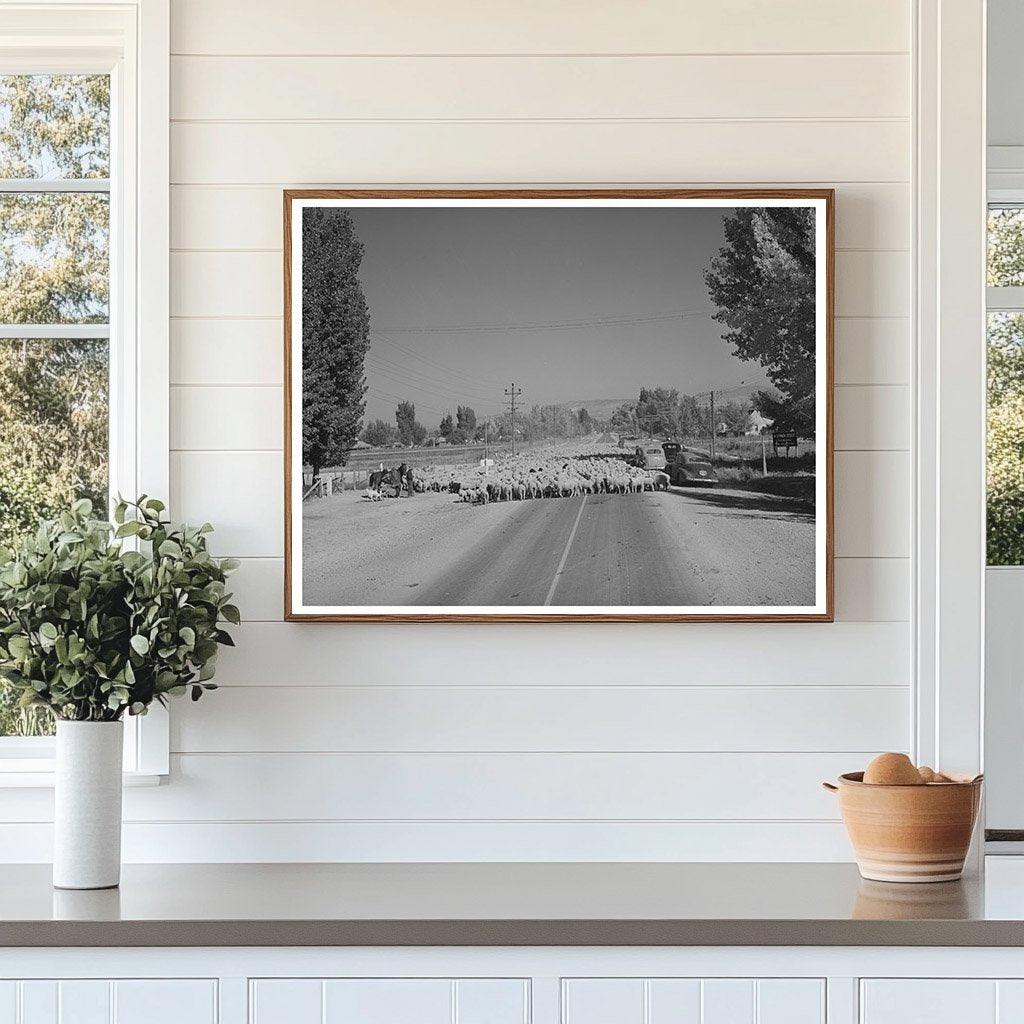 Sheep Drive on Highway 89 Kane County Utah 1940