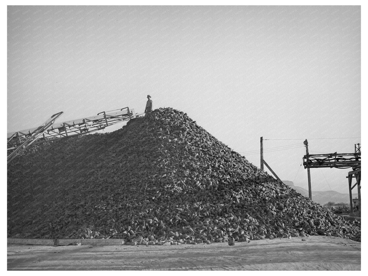 Sugar Beets at Processing Plant Lewiston Utah 1940