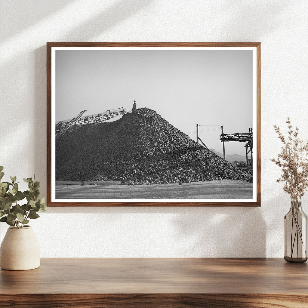 Sugar Beets at Processing Plant Lewiston Utah 1940