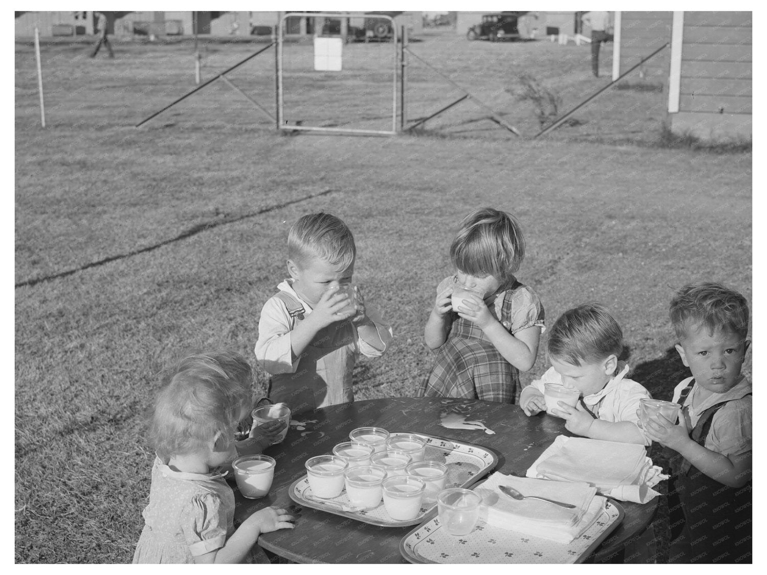 Children Drinking Milk at Farm Security Camp Yuba City 1940