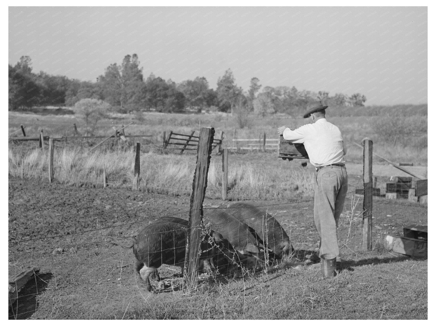 Feeding Unmarketable Pears to Hogs December 1940