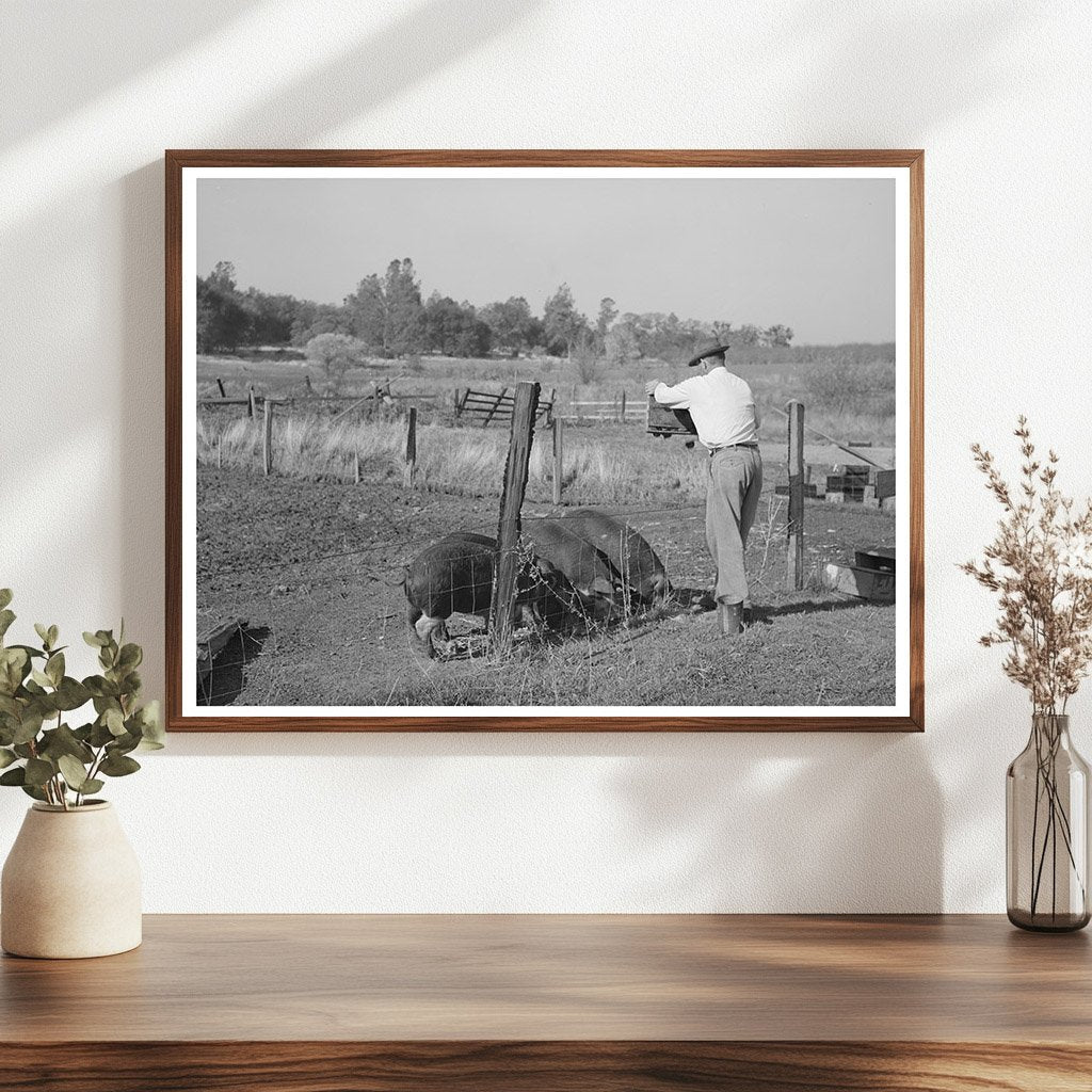 Feeding Unmarketable Pears to Hogs December 1940