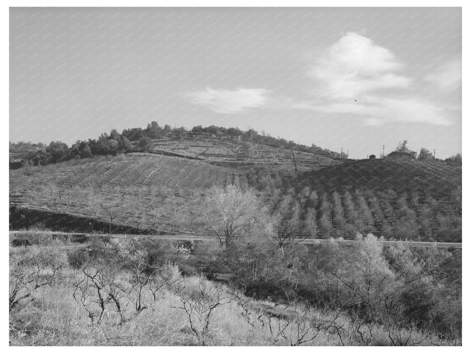 Fruit Orchards in Auburn California December 1940