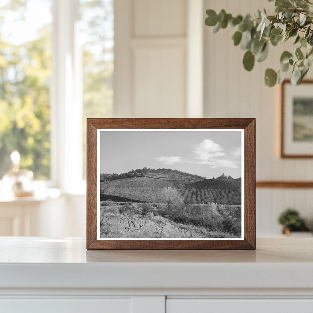 Fruit Orchards in Auburn California December 1940