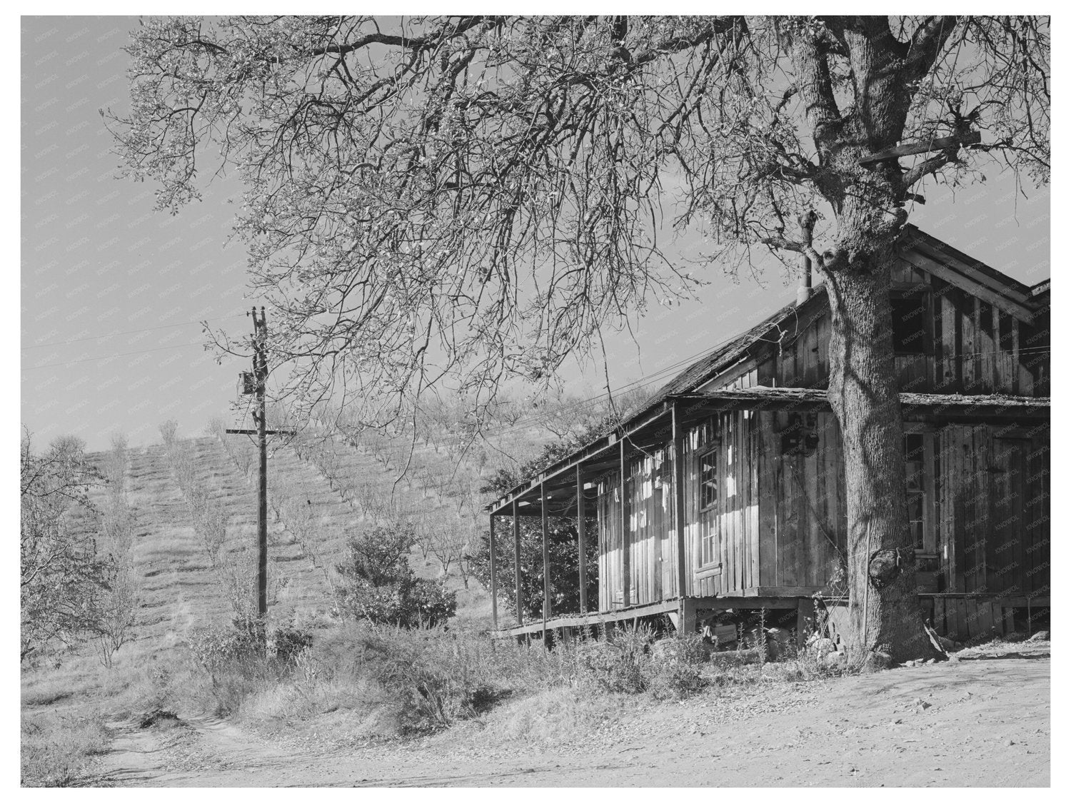Farmhouse and Orchards in Auburn California 1940
