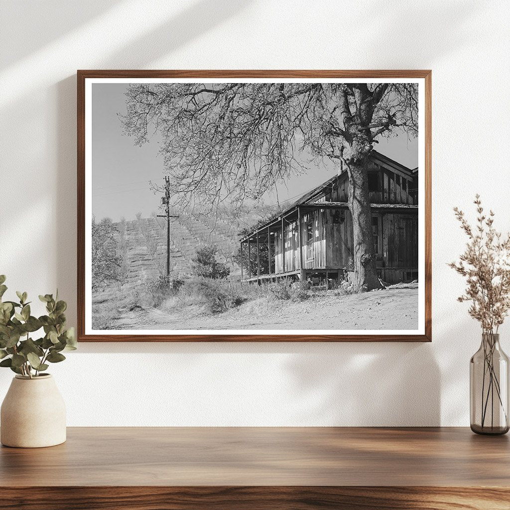Farmhouse and Orchards in Auburn California 1940