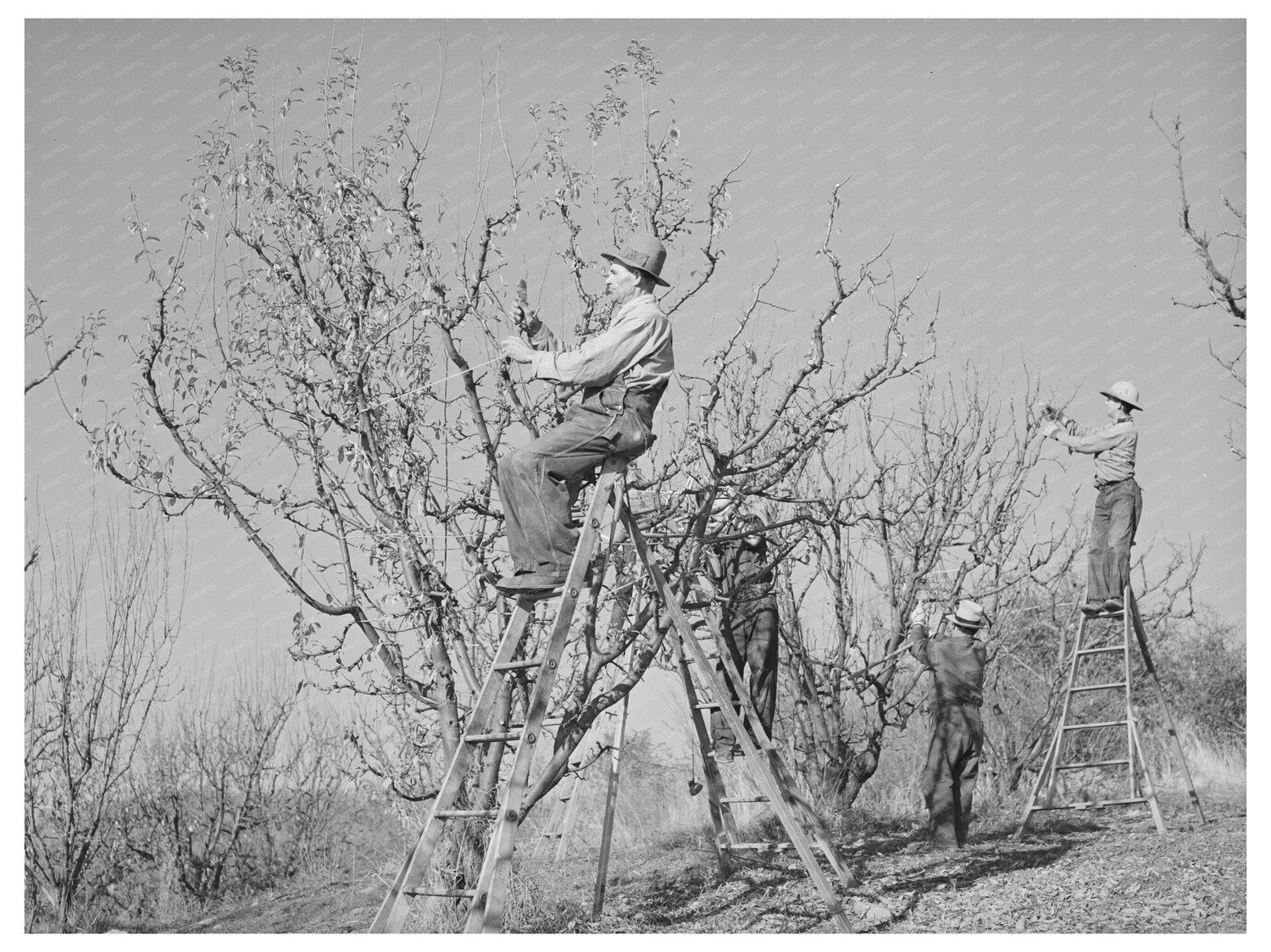 Farmers Pruning Fruit Trees Placer County California 1940