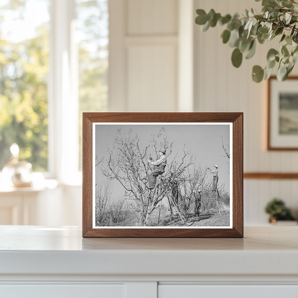 Farmers Pruning Fruit Trees Placer County California 1940