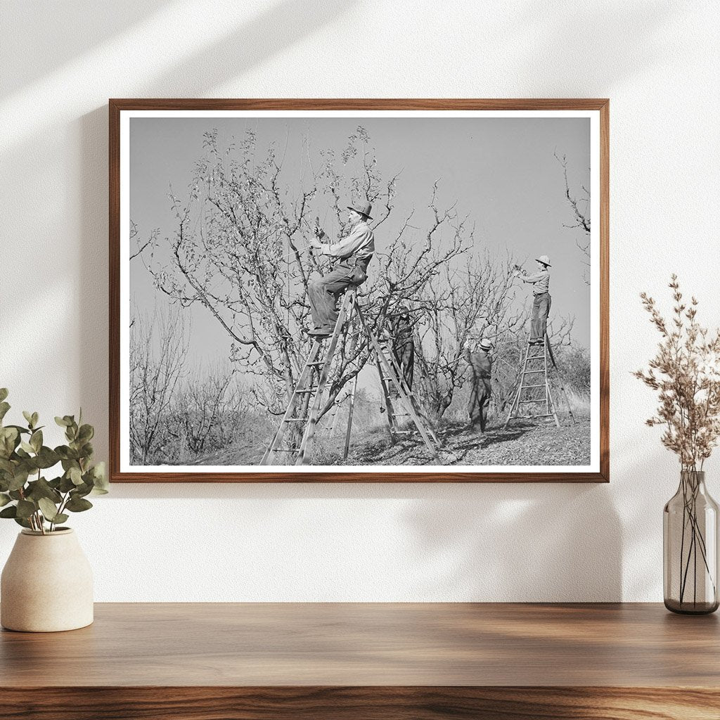 Farmers Pruning Fruit Trees Placer County California 1940