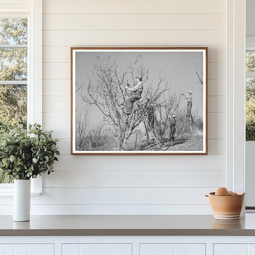 Farmers Pruning Fruit Trees Placer County California 1940