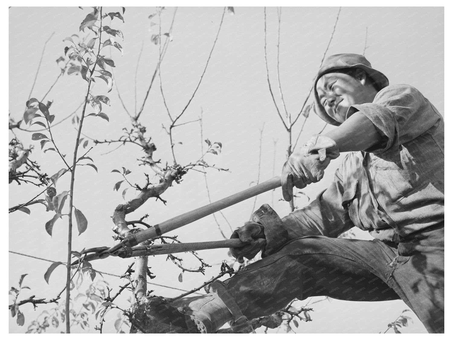 Pruning a Fruit Tree in Placer County 1940