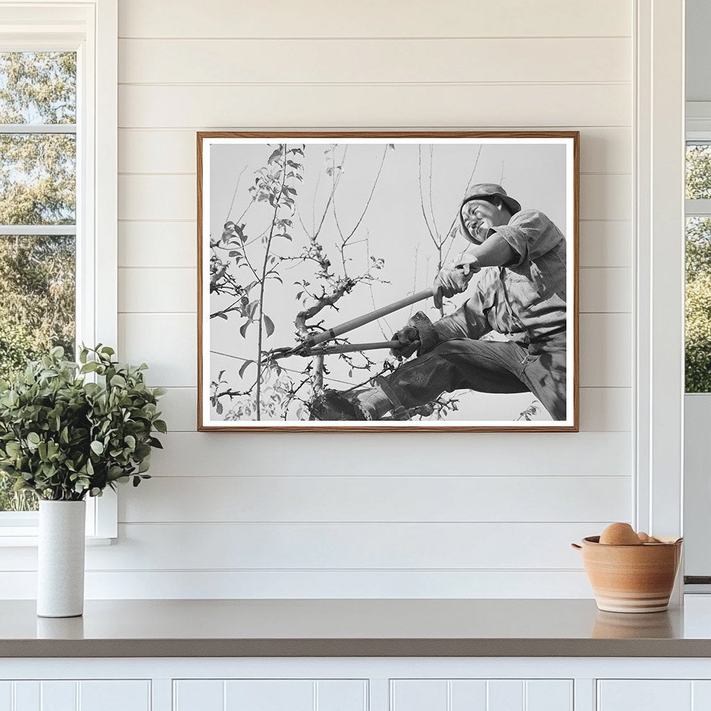 Pruning a Fruit Tree in Placer County 1940