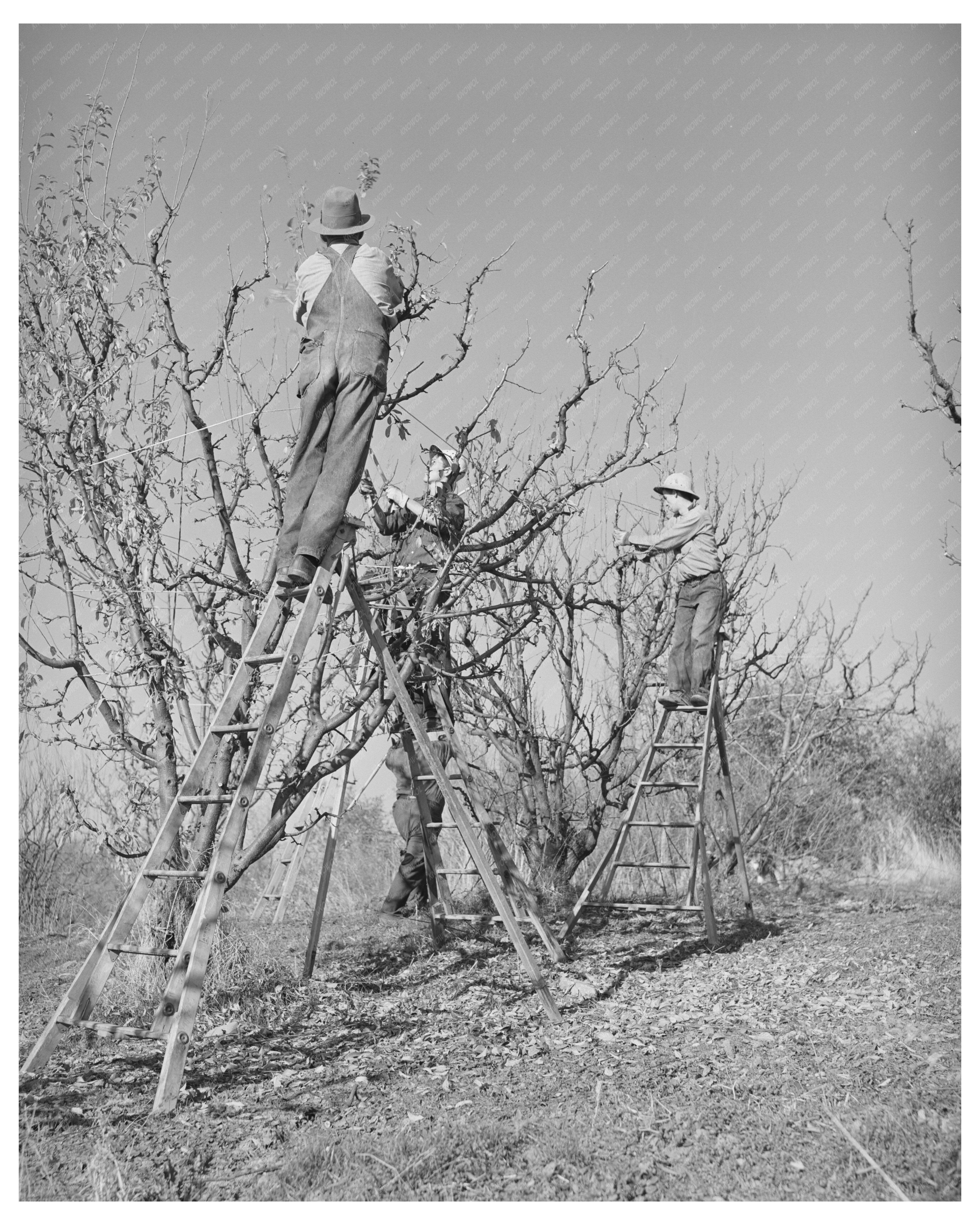 Pruning Fruit Trees in Placer County December 1940