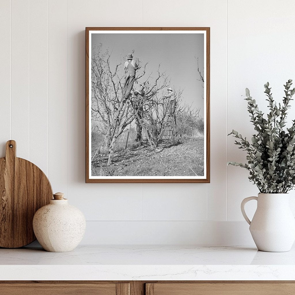 Pruning Fruit Trees in Placer County December 1940