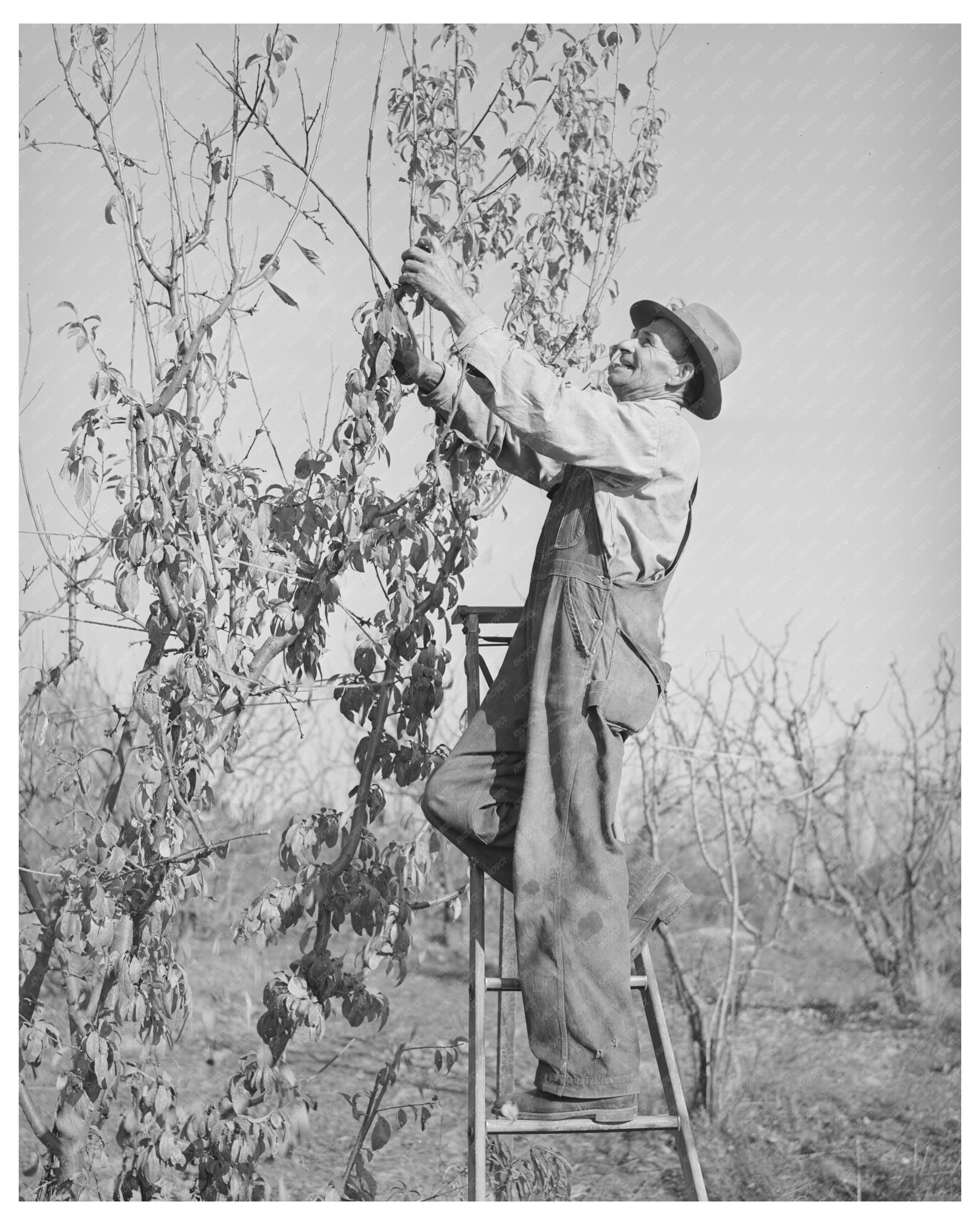 Pruning a Fruit Tree in Placer County California 1940