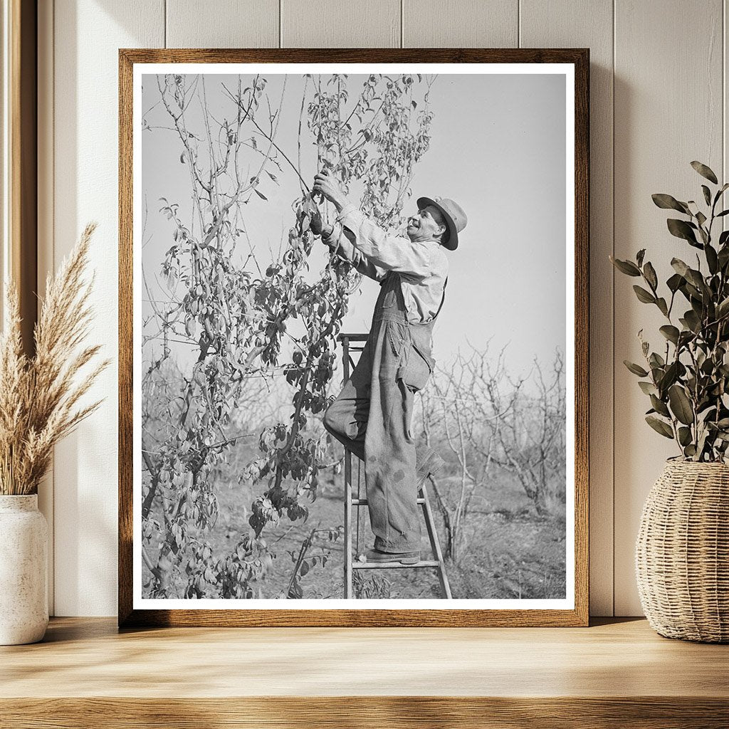 Pruning a Fruit Tree in Placer County California 1940