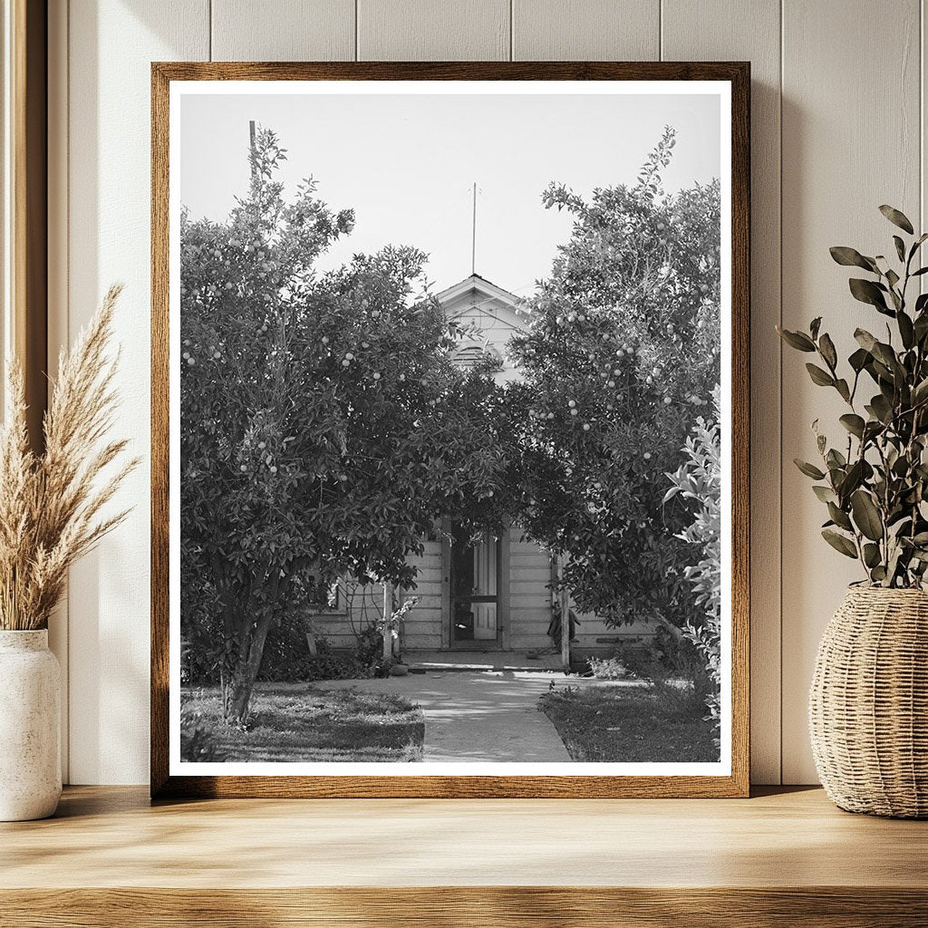 Orange Trees in Placer County California December 1940