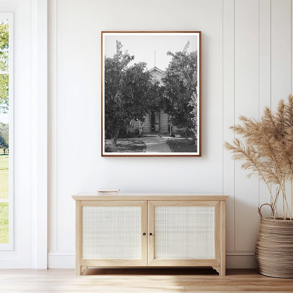 Orange Trees in Placer County California December 1940