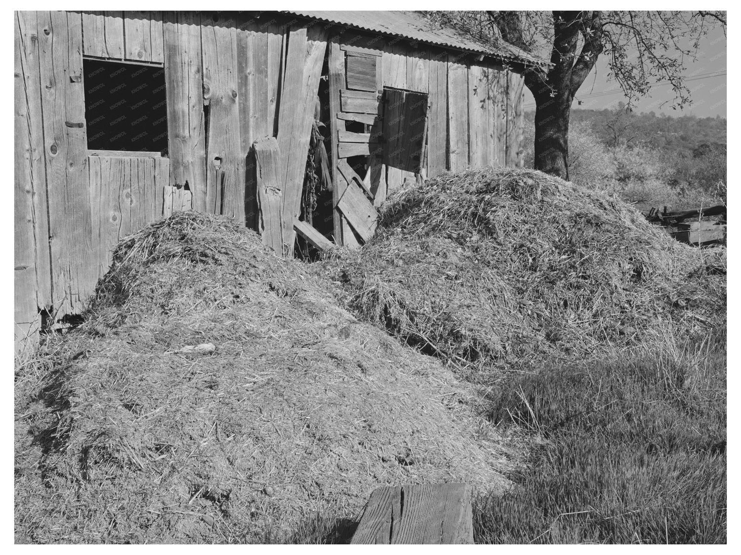 Manure Pile by Barn in Placer County California 1940