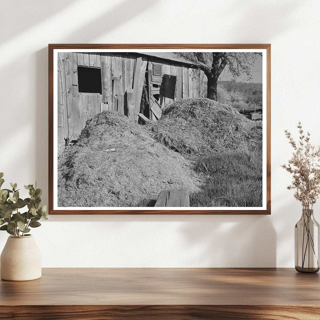 Manure Pile by Barn in Placer County California 1940
