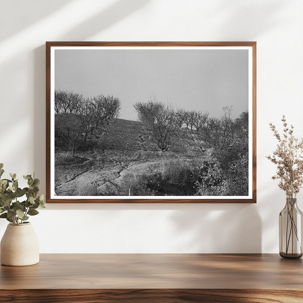 Erosion in Orchards Placer County California December 1940