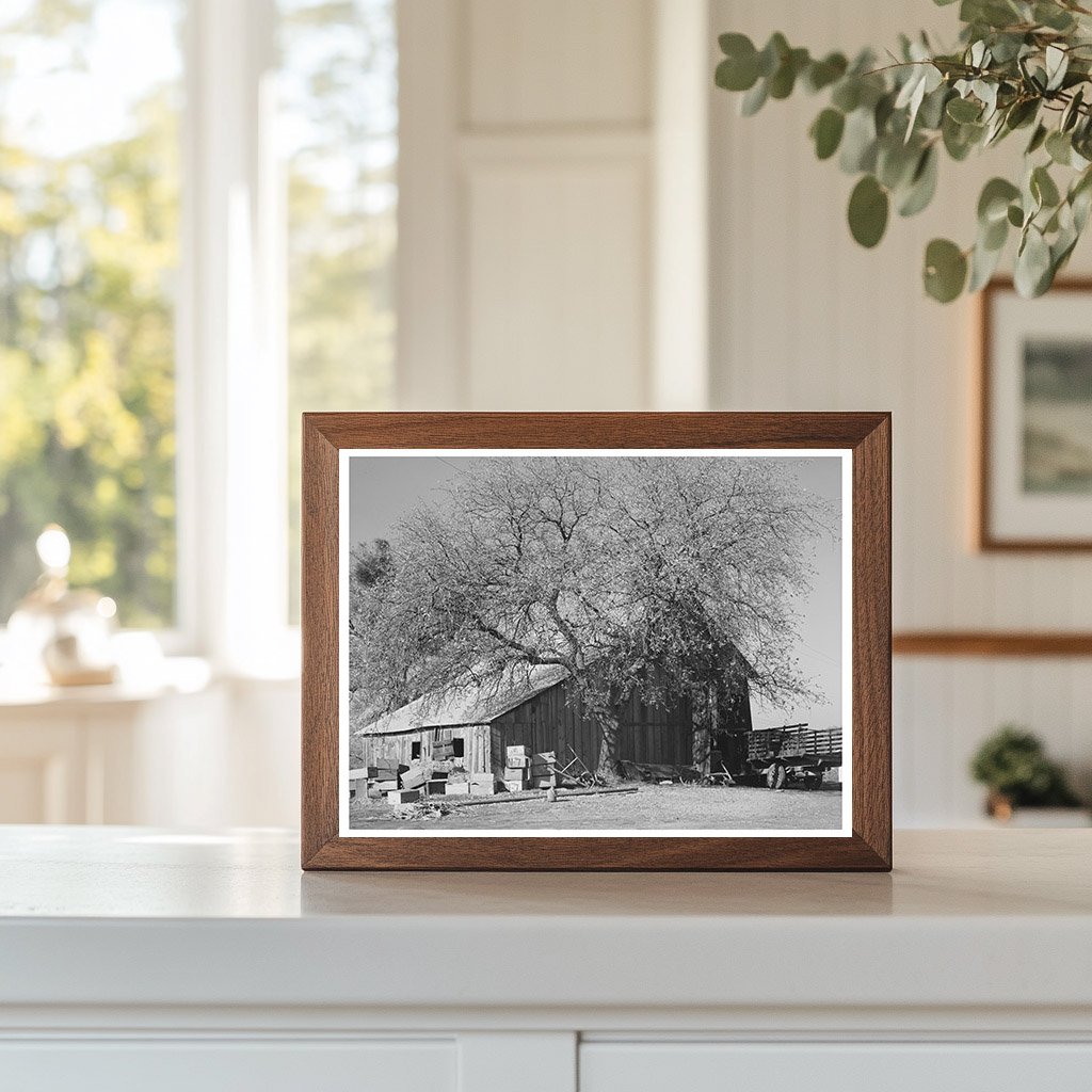Placer County Fruit Farmer Barn December 1940