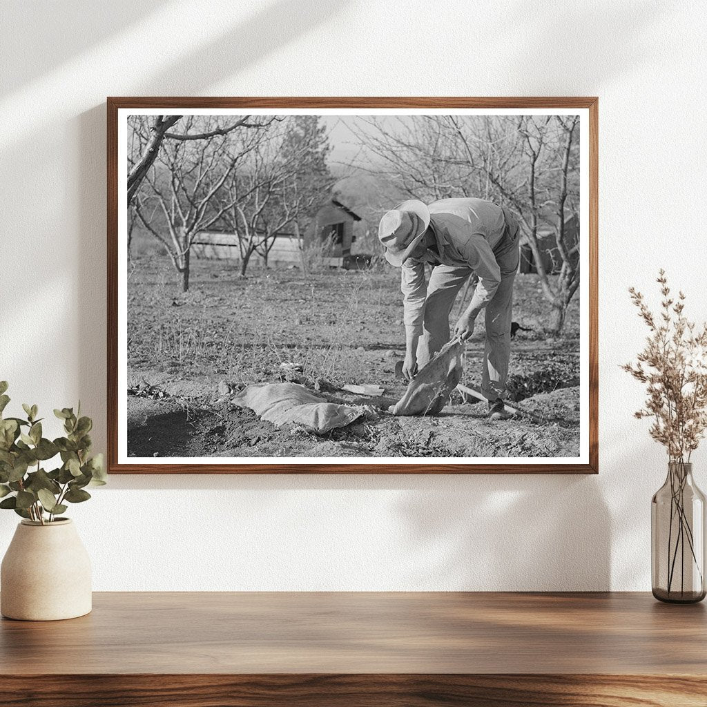 1940 Farmer Banking Irrigation Ditches Placer County California