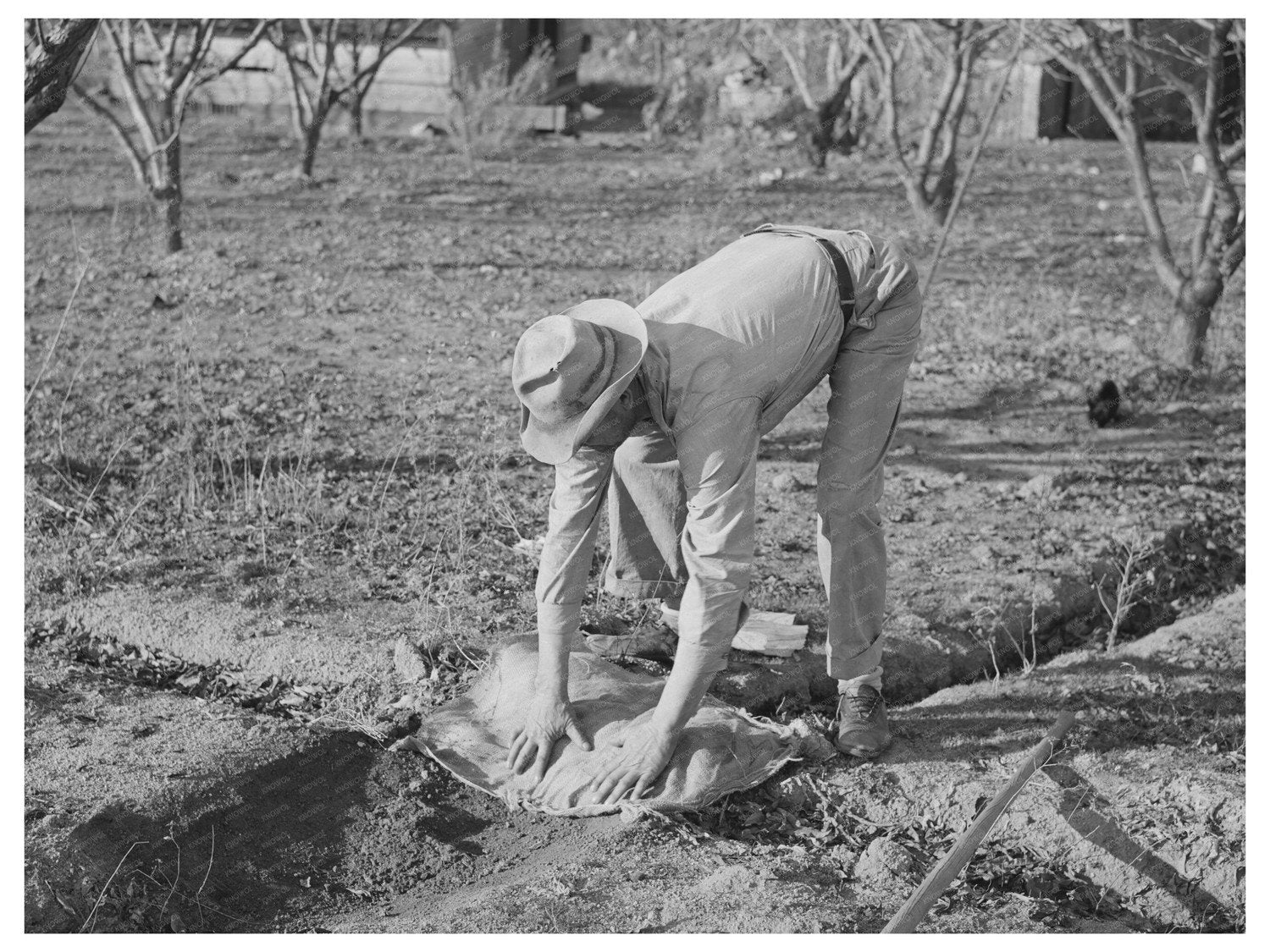 Farmer Banking Irrigation Ditches Placer County 1940