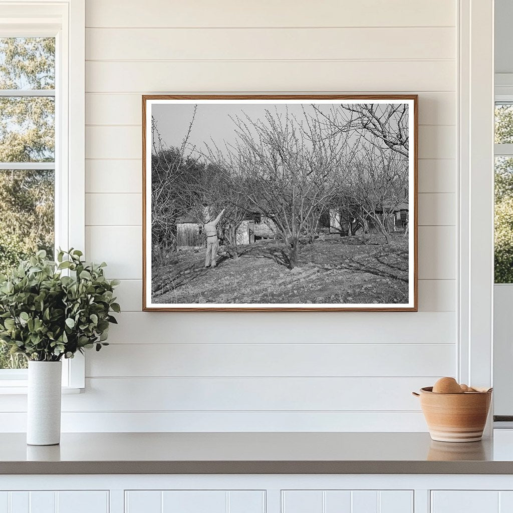 Pruning Fruit Trees in Placer County California 1940