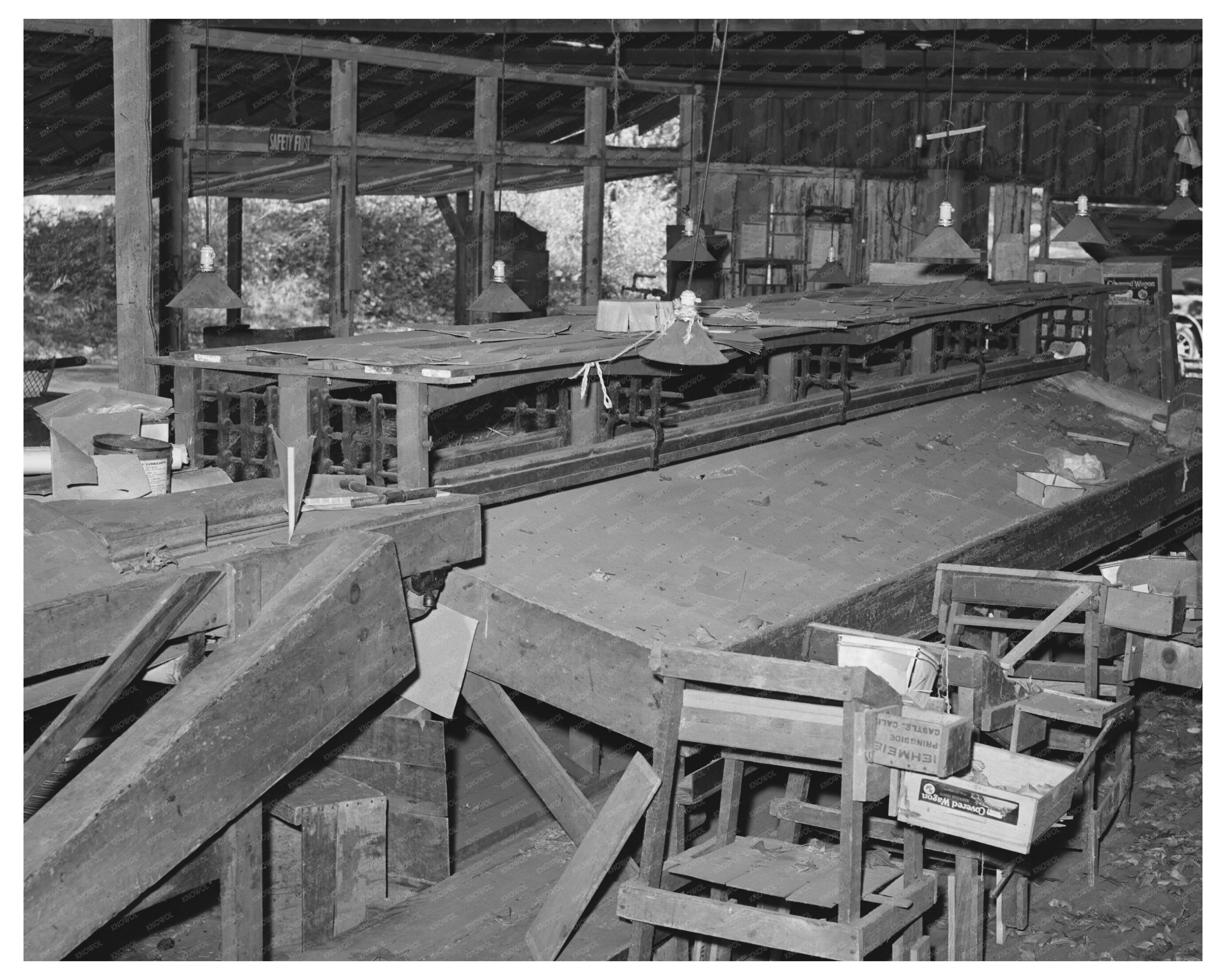 Packing Shed Scene in Placer County California 1940