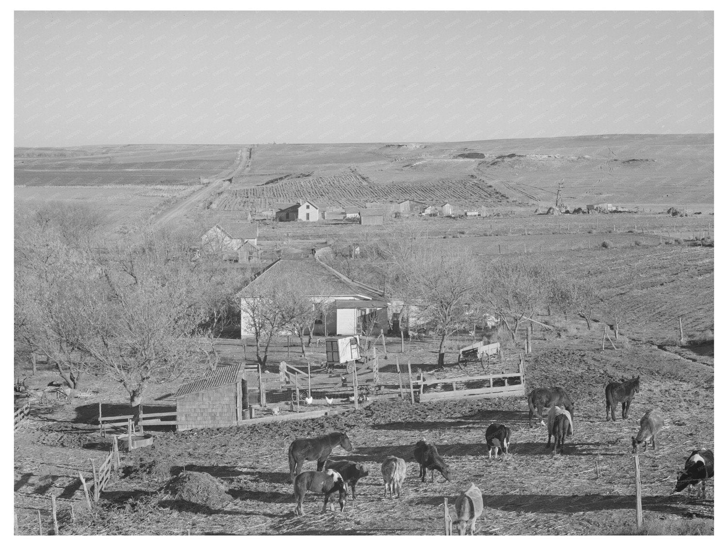 Vintage Farmstead in Norton County Kansas January 1941
